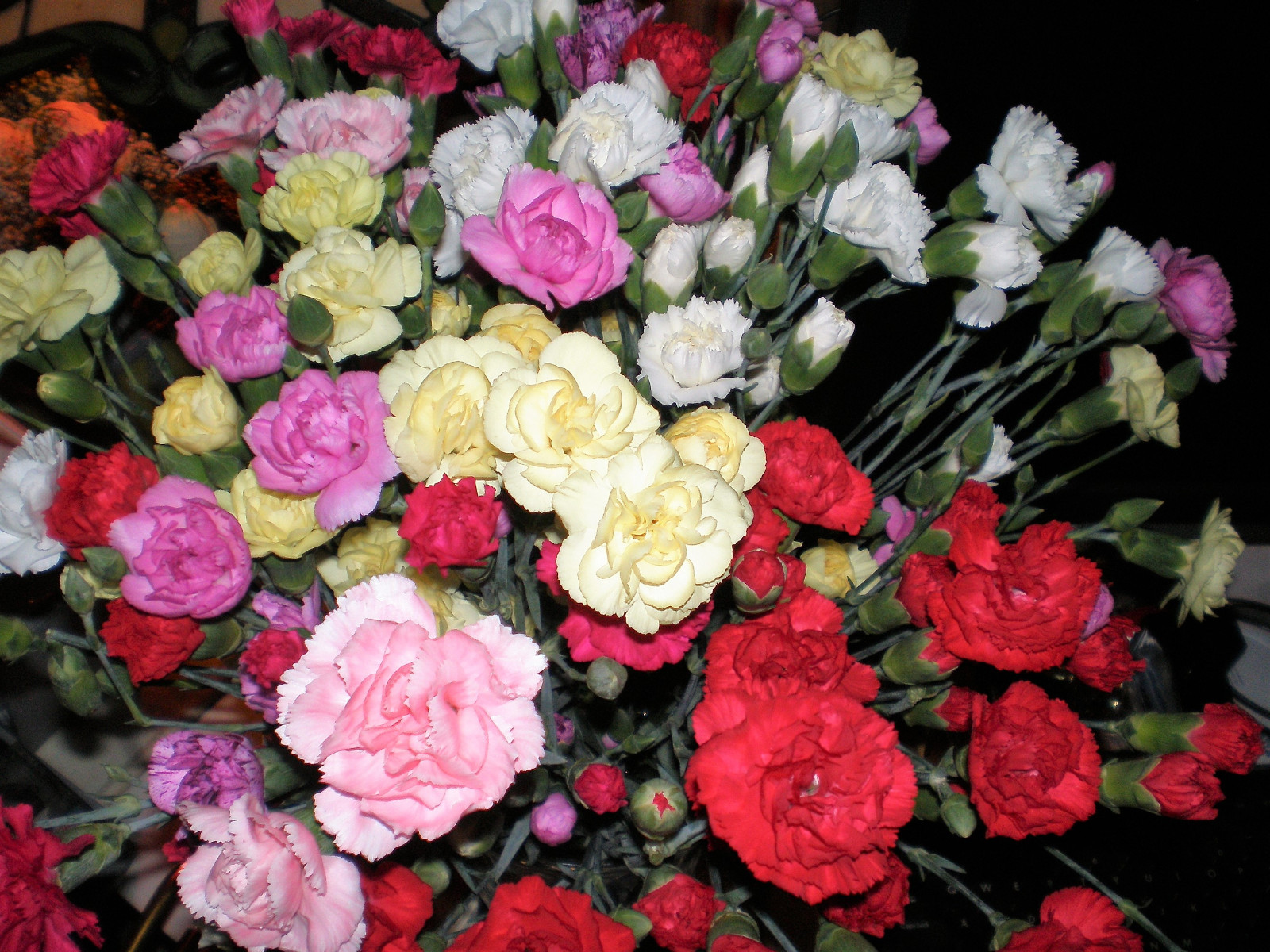 100 Mixed CARNATION / DOUBLE DIANTHUS Chinensis Flower Seeds *Comb S/H