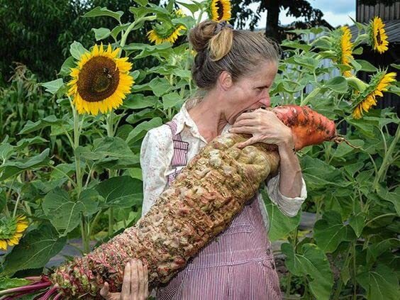 Mammoth Red Mangel Beet Seeds for Planting – 50 Seeds – Big Bodacious Beets