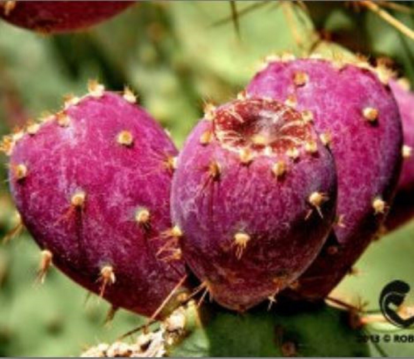 RARE CACTUS PEAR Fruit Tree(10 SEEDS) – Combined Shipping Discount (USA seller )
