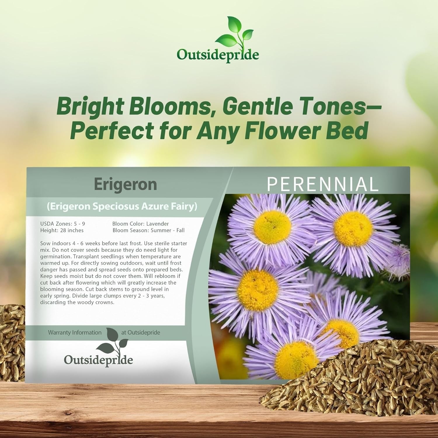 1000 Seeds Erigeron Seeds – Erigeron Speciosus Fleabane Daisy Flower Seed