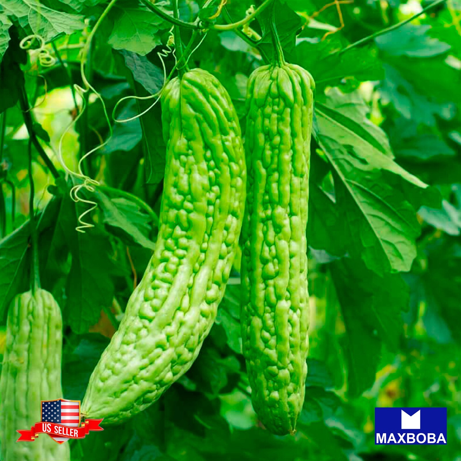 Gourd Seeds Bitter – Green Skin – Non-GMO Heirloom and Vegetable Garden