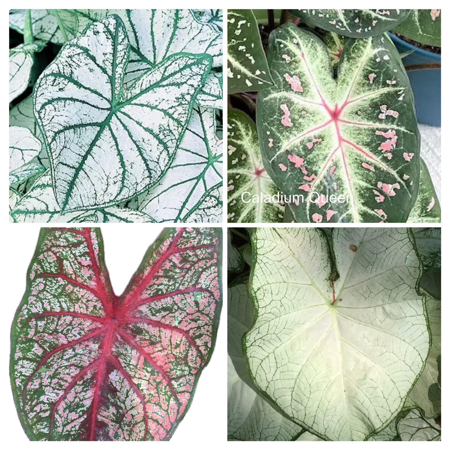 Caladiums White Random Mix ‘Value Pack’ ( You get 6 Bulbs) Size #2