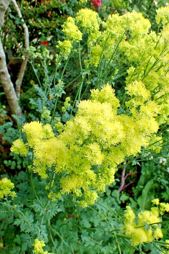 Foamy meadowrue 30 seeds, Thalictrum Isopyroides, hardy perennial yellow flowers