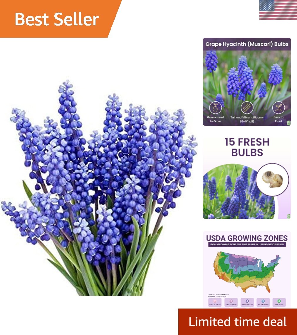 Guaranteed Germination – 15 Grape Hyacinth Bulbs for Colorful Spring Gardens