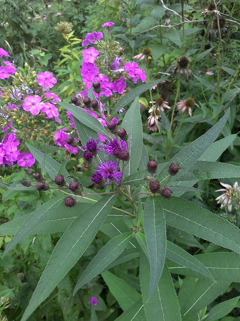 30 SEEDS IRONWEED VERNONIA FASCICULATA