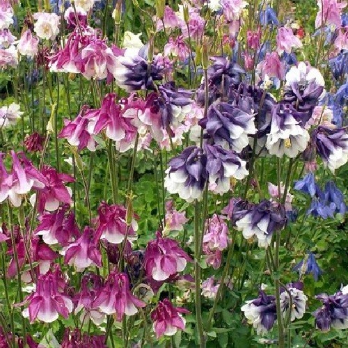 1,000 – 5,000 Heirloom Mixed Colors Dwarf Columbine Seeds Perennial Aquilegia