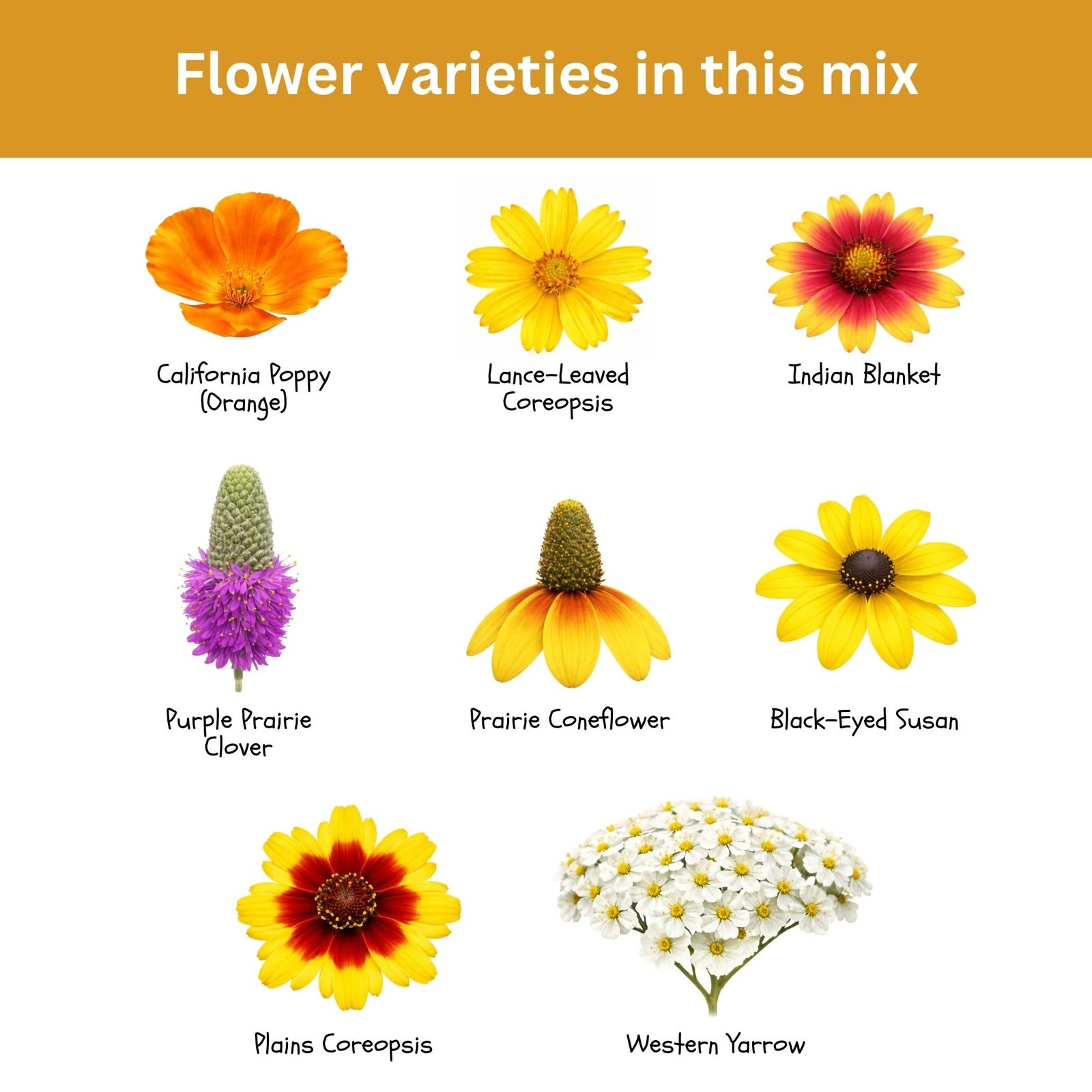 Drought Tolerant Wildflower Mix – 20,000+ NonGMO Seeds for Dry Climates