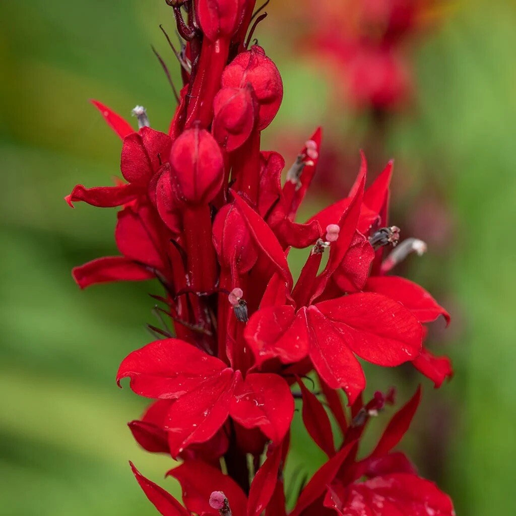 400+ Cardinal Flower Seeds / Lobelia Cardinalis / Hummingbird/ Red Flowers