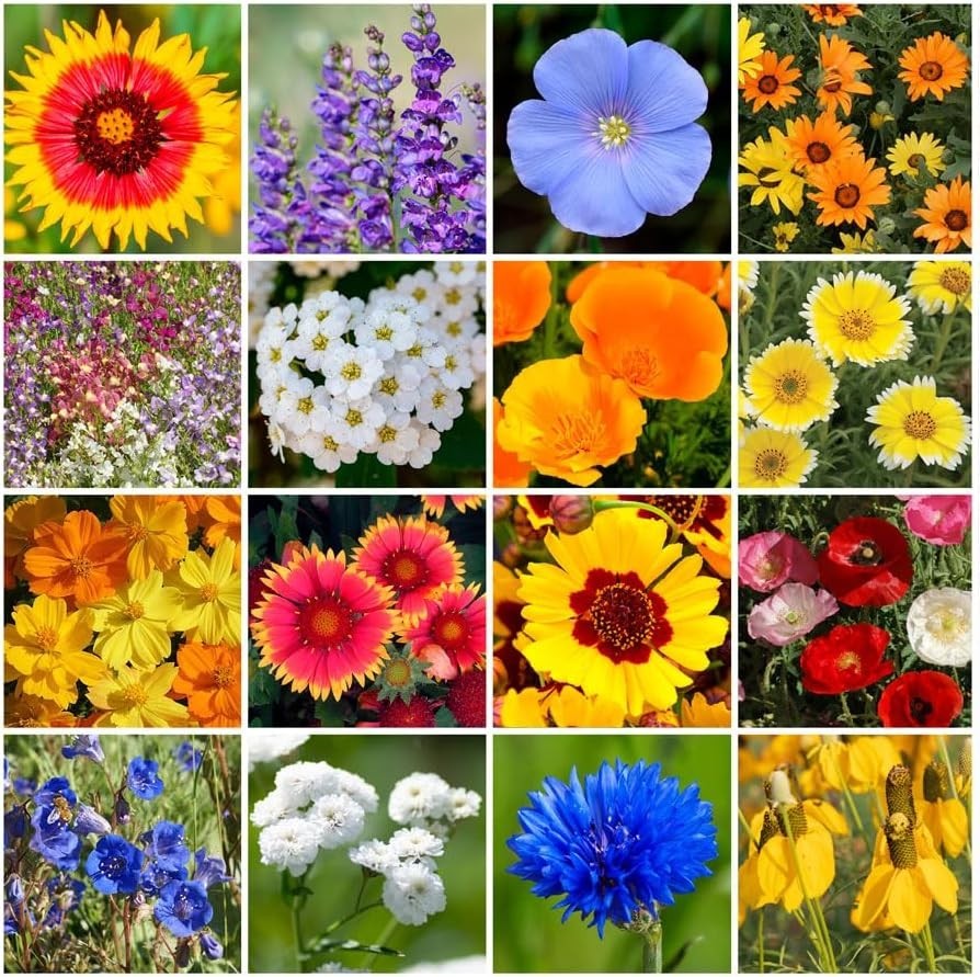 Annual & Perennial Wildflower Mix – 1/4 lb for Pollinators & Spring Blooms