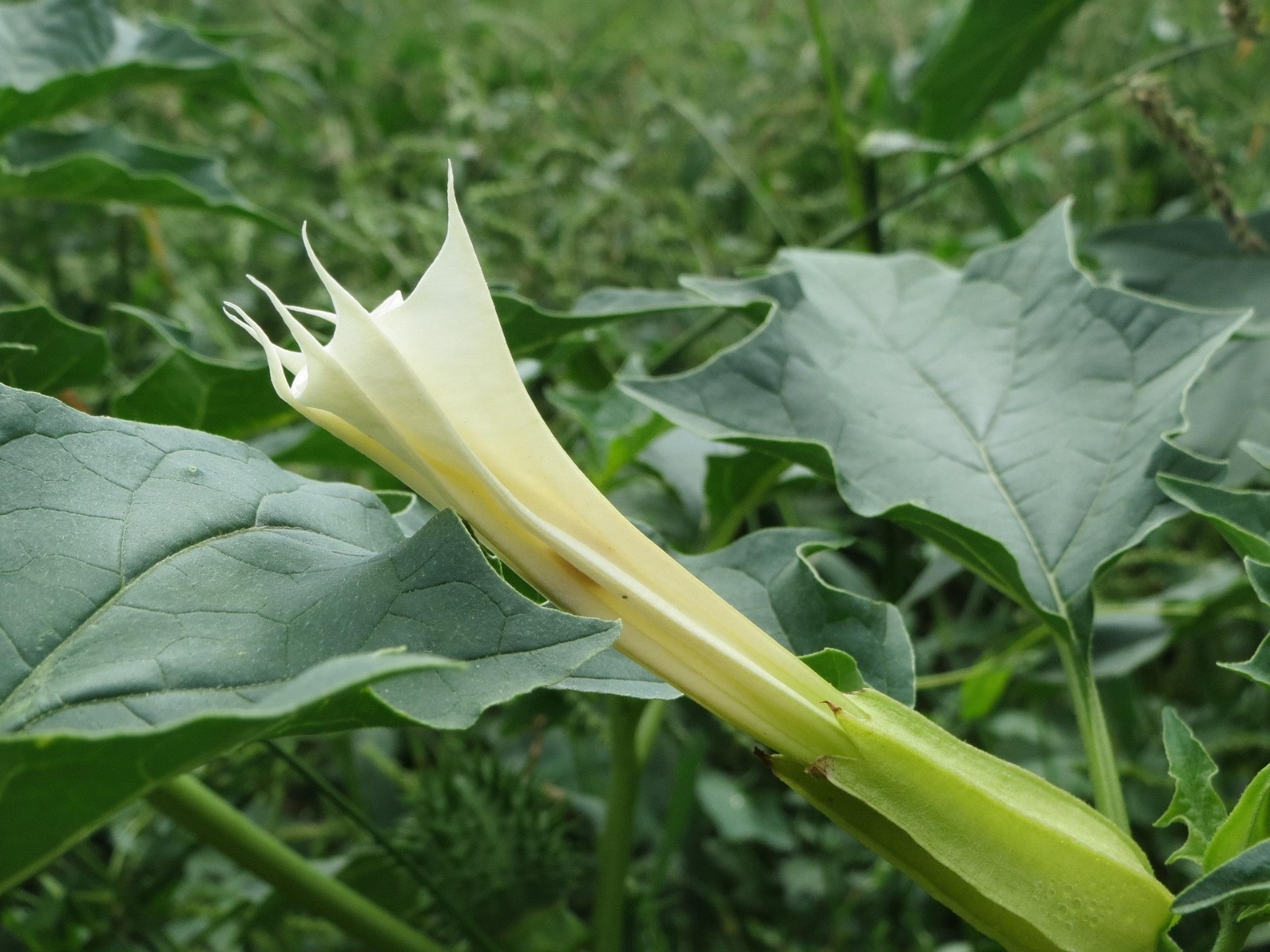 Datura Stramonium 50 Seeds, Jimson Weed, Thornapple, Devil’s Trumpet Wildcrafted