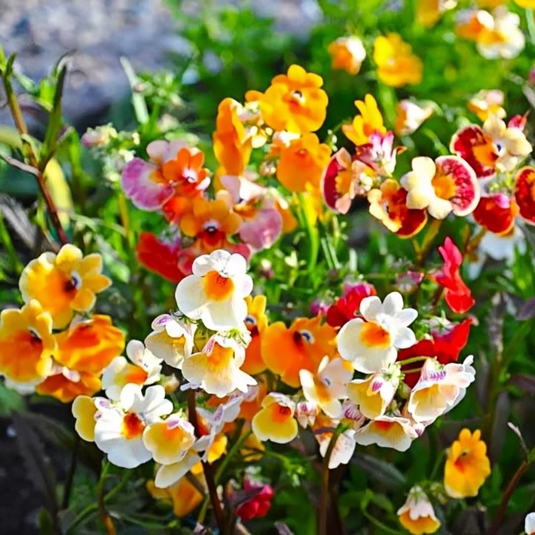 300pcs Nemesia Galaxy Flower Seeds for Planting – Vibrant Color Mix, Long Blo…