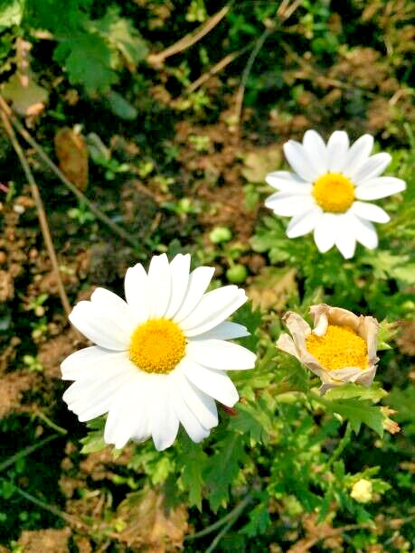 125 CREEPING DAISY SEEDS | 2026 SALE FREE SHIPPING NON GMO HEIRLOOM