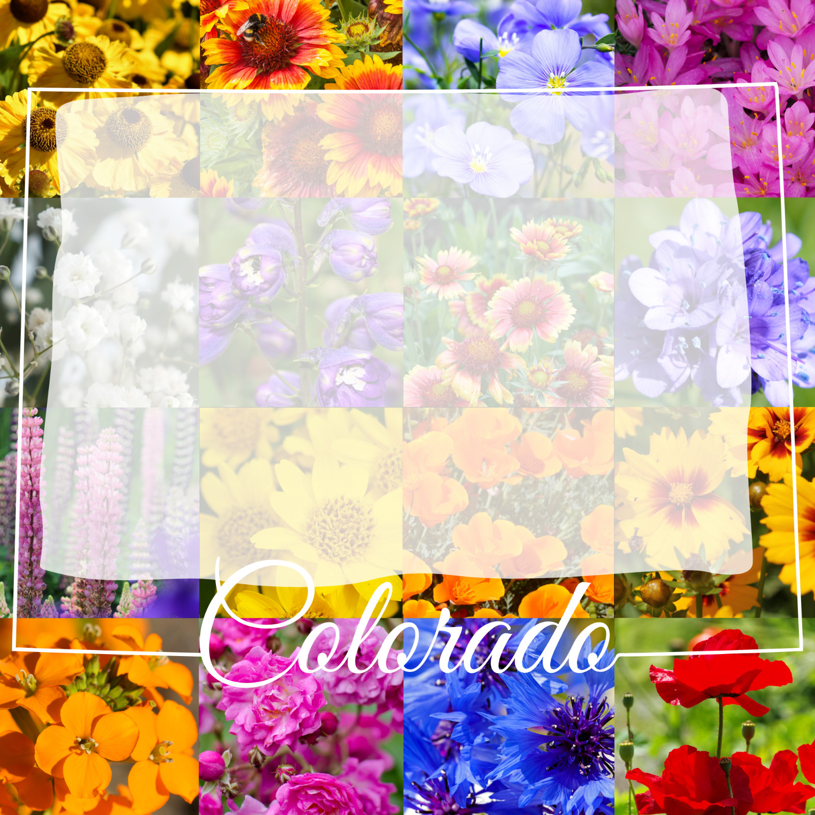 1/2 Pound Colorado Bulk Wildflower Seed Mix 1/2lb Covers 1,600sq-ft