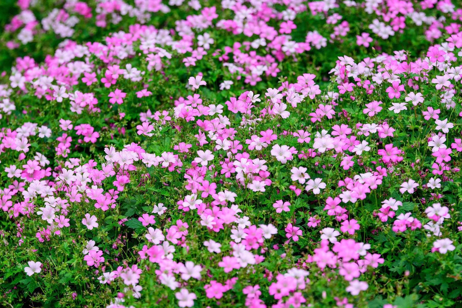 350 RED BABYS BREATH Gypsophila Elegans Baby’s Breath Flower Seeds
