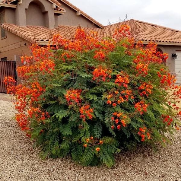 Caesalpinia Pulcherrima aka Red Bird of Paradise 5 Seeds Free Shipping!