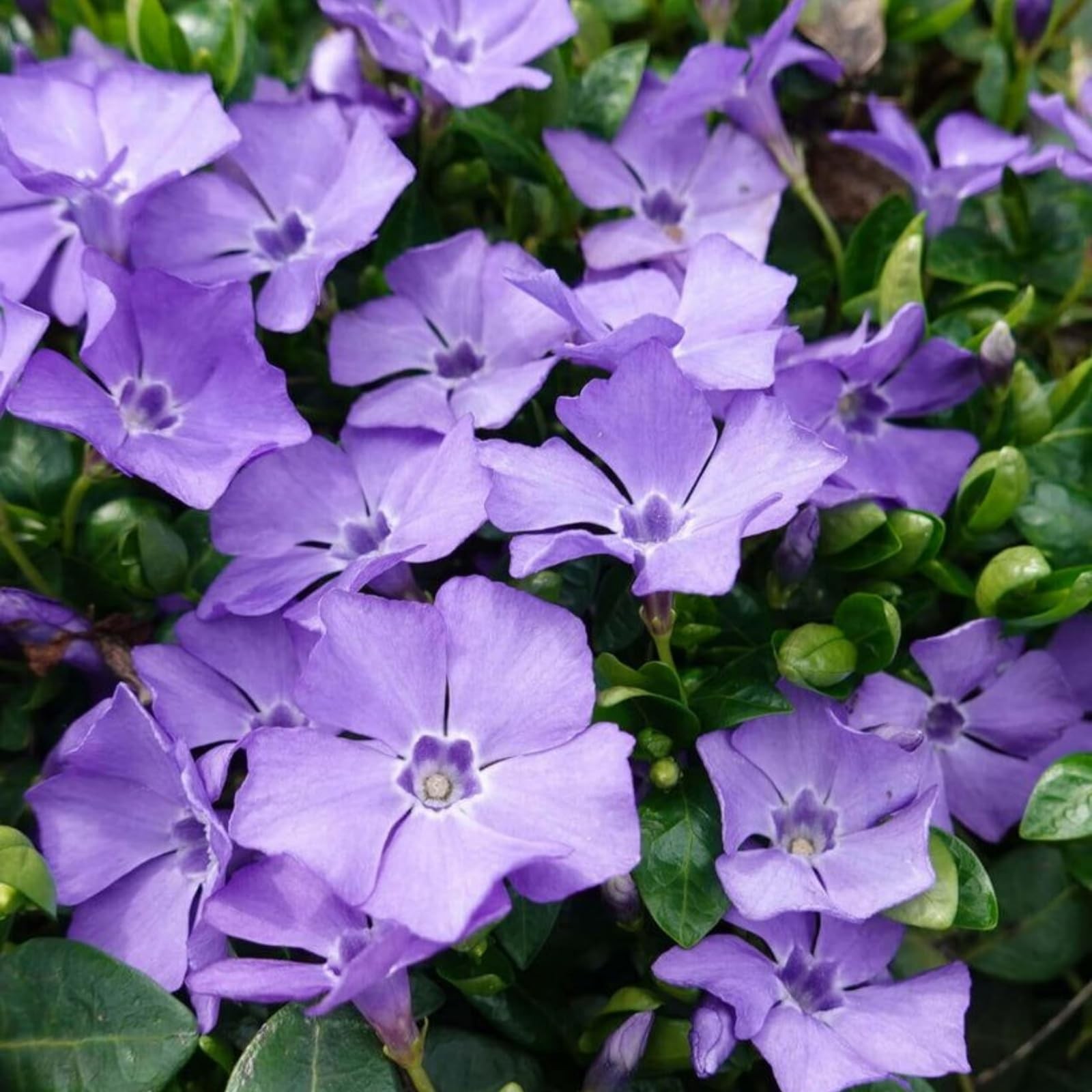 1100+ Perennial Vinca Periwinkle Flower Seed for Planting Outdoor-Non-GMO Hei