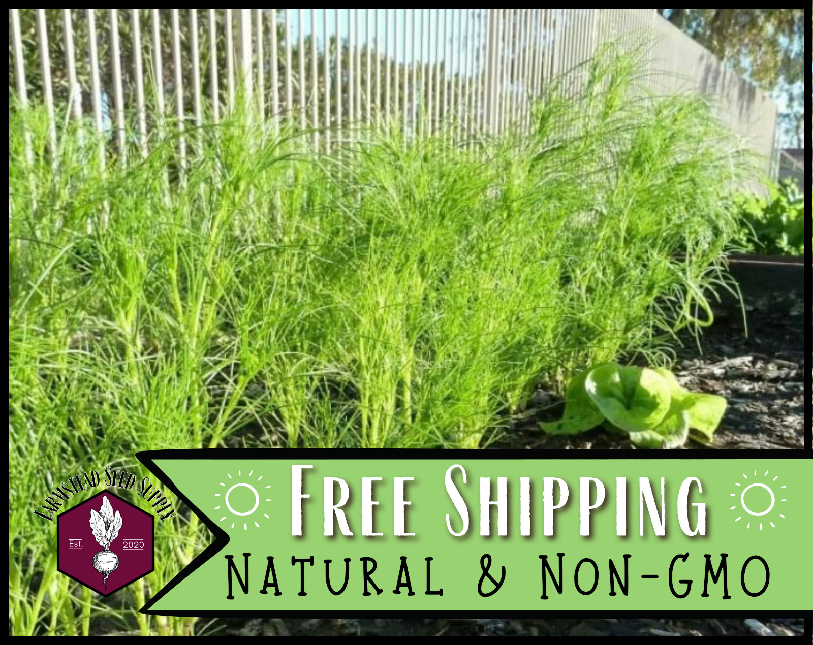 600+ Cumin Seeds | Indian Herb Gardening Seed Packet for Growing Cumin Spice