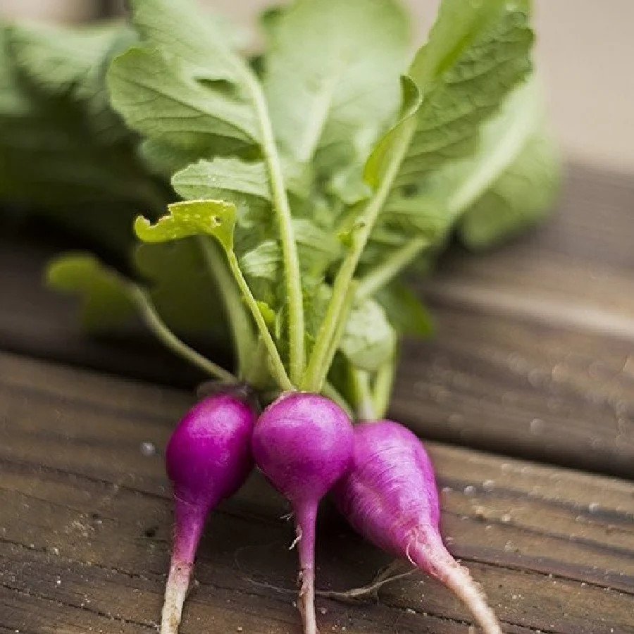 Purple Plum Radish Seeds | Raphanus sativus Purple Radishes Unique Color 2024