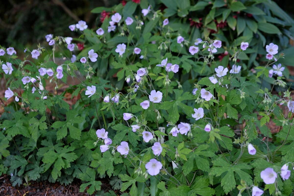Wild Geranium ( Geranium canadense) | Bulbs