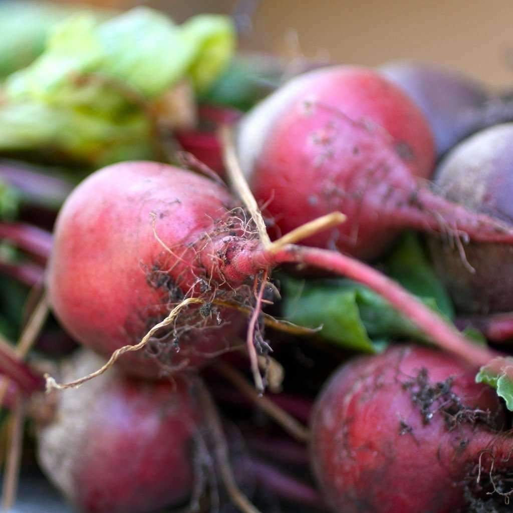 Early Wonder Beet Seeds, Tall Top, Beetroot, NON-GMO, Variety Sizes, FREE SHIP