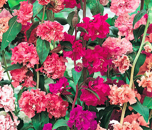 MOUNTAIN GARLAND Clarkia Unguiculata – 10,000 Bulk Seeds