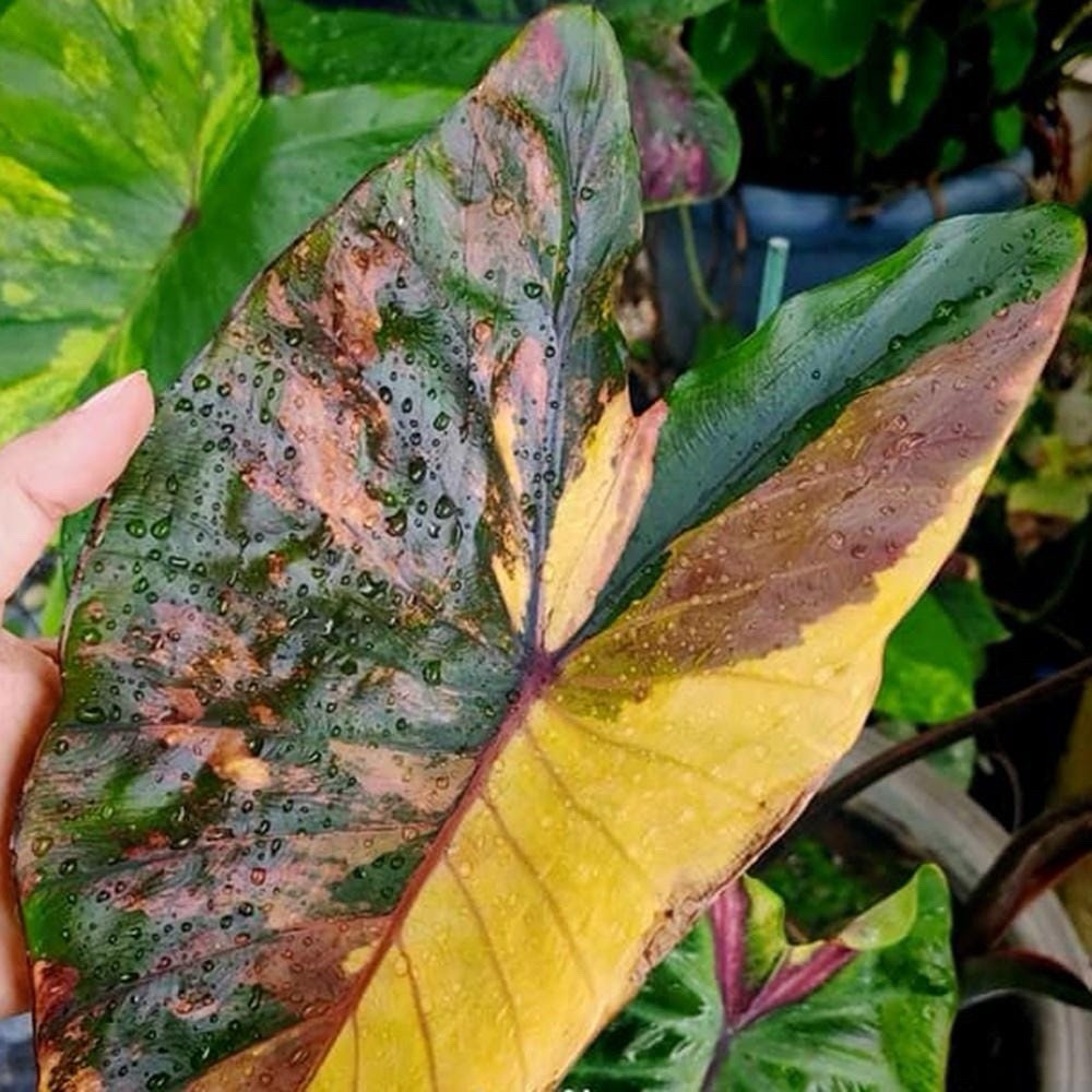 AUTHENTIC Colocasia Morning Star 1 bulb