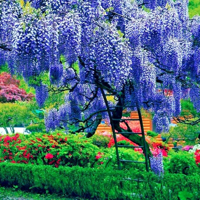 5 Chinese Blue Wisteria sinensis Tree Seeds Fast Climber Flower Vine Hardy Plant