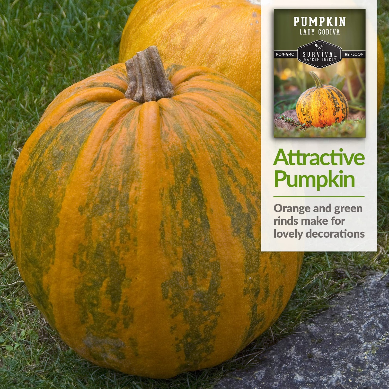 Lady Godiva Pumpkin Seeds for Planting – Hulless Styrian Pepita Pumpkins – No…