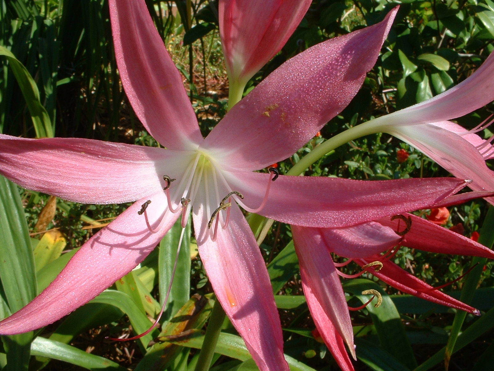 Crinum Lily, GRAB BAG, 20 bulbs, 6 types – 50% off
