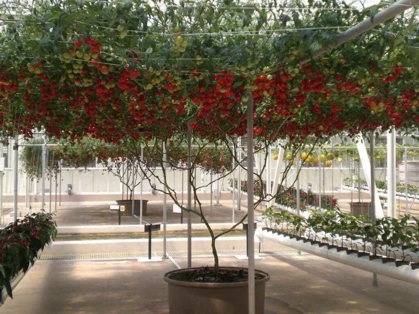 40 ITALIAN TREE TOMATO ‘Trip L Crop’ Lycopersicon Red Fruit Vegetable Seeds
