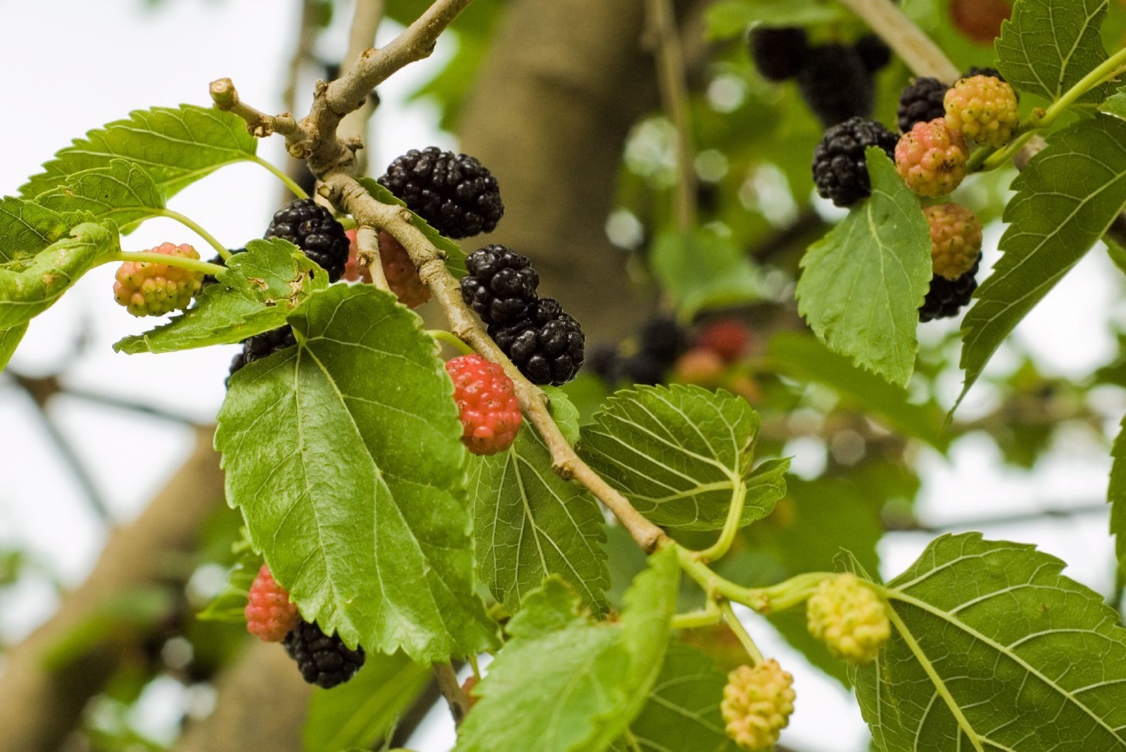 White Mulberry (Morus alba), 50 seeds