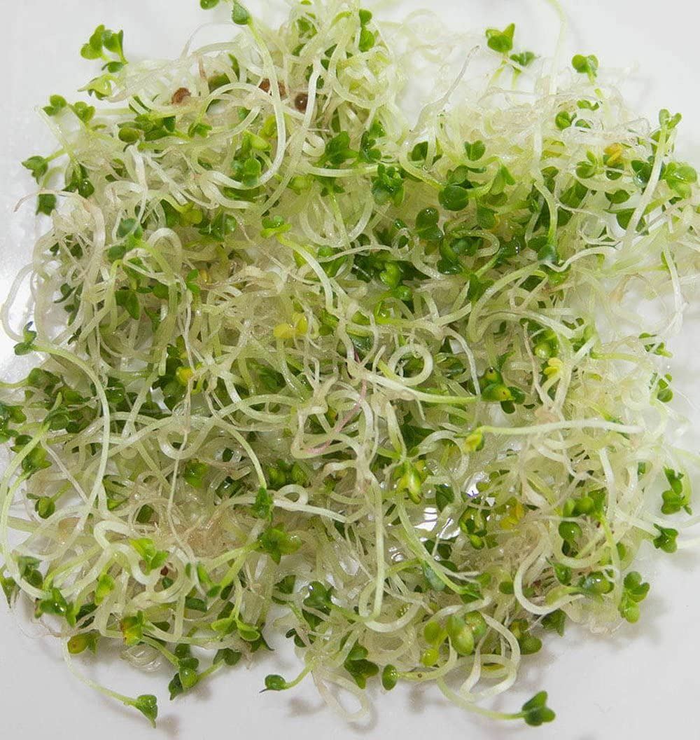 Logan’s Leafy Greens Mix Seeds for Sprouting microgreens, Arugula, Curled Cress.