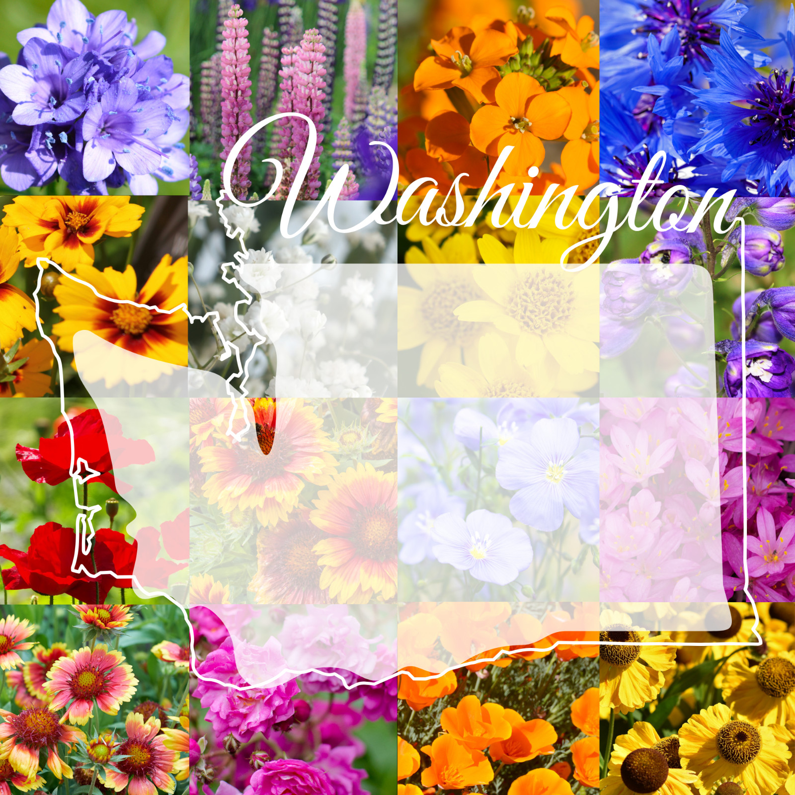 1/2 Pound Eastern Washington Bulk Wildflower Seed Mix 1/2lb Covers 1,600sq-ft