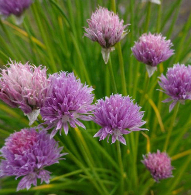CHIVES COMMON Herb Garden Culinary Fines Herbs Perennial Salads NonGMO 500 Seeds