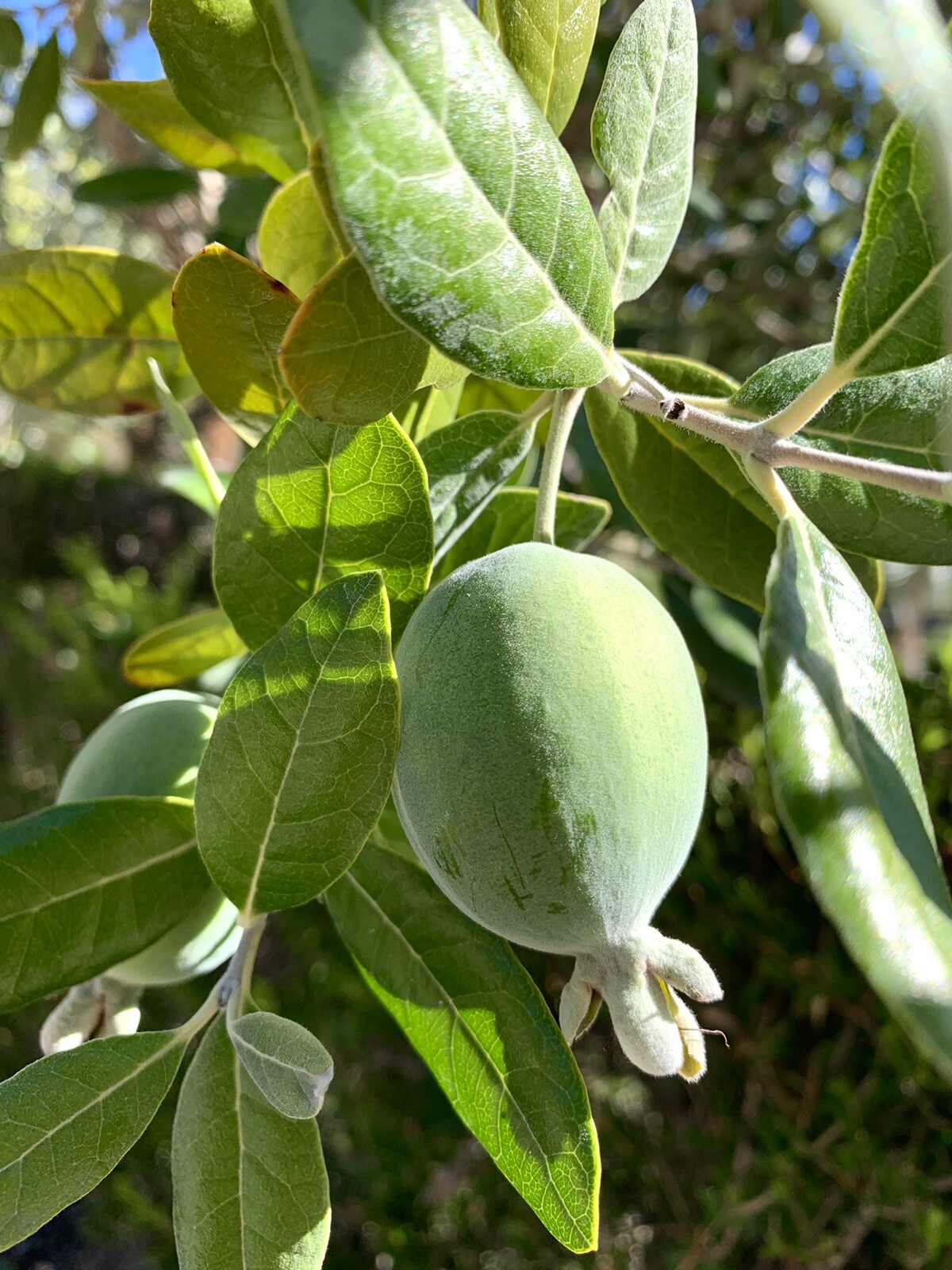 Feijoa Sellowiana, Pineapple Guava – 40 Seeds 2023 – USA