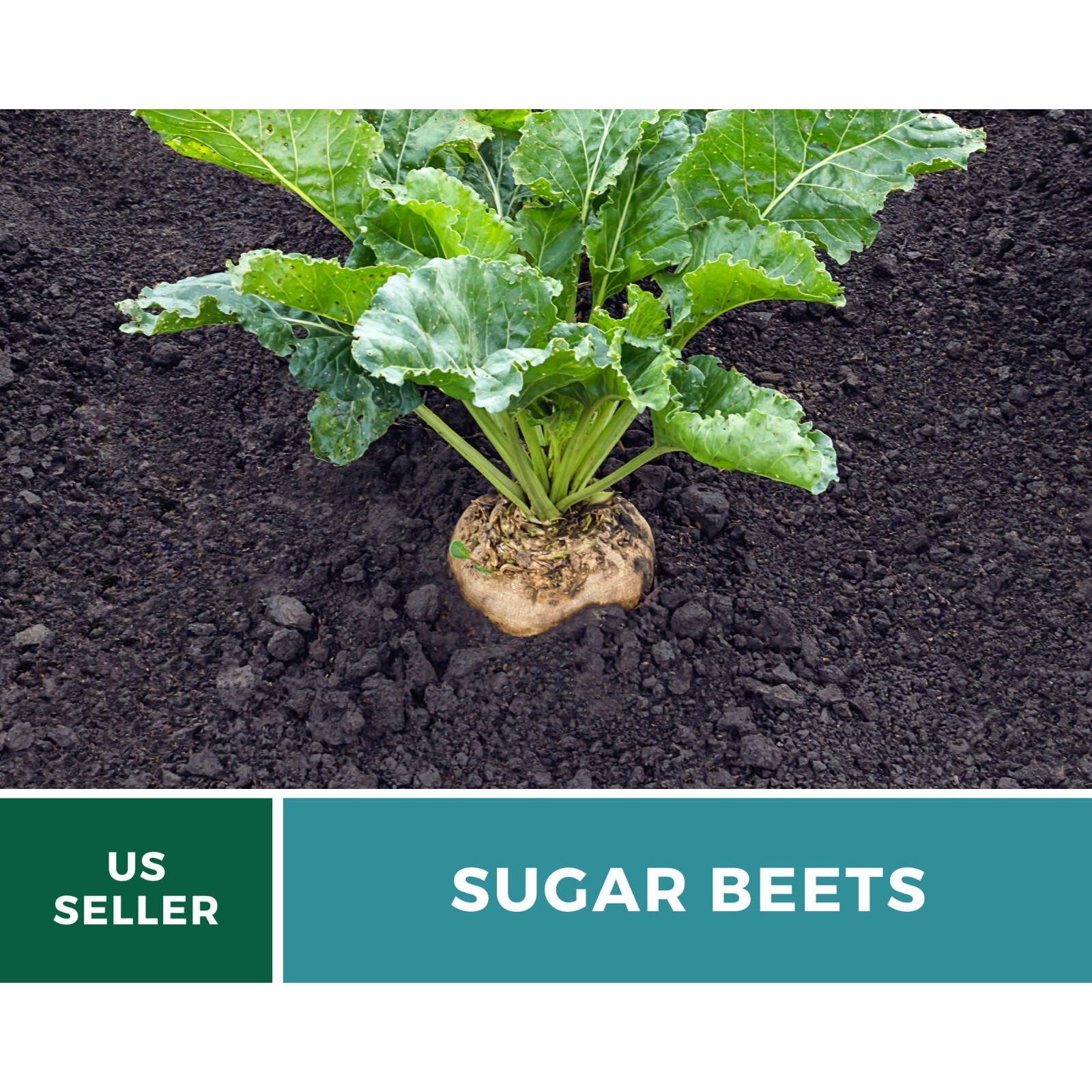 Beet, Sugar – 50 Seeds, Heirloom Vegetable (Beta vulgaris)