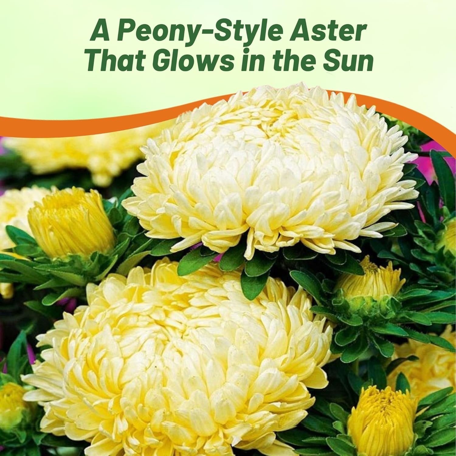 2000 Seeds Aster Seeds – Aster Callistephus Yellow Flower Seed