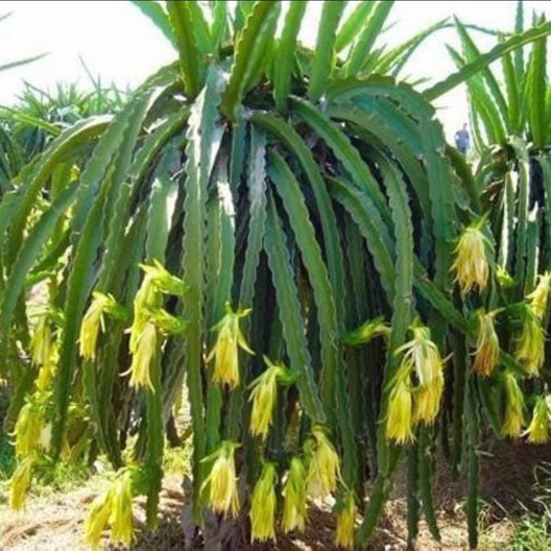 Yellow Dragonfruit Cactus Seeds (50) / ORGANIC / Golden Dragon / Dragon Fruit