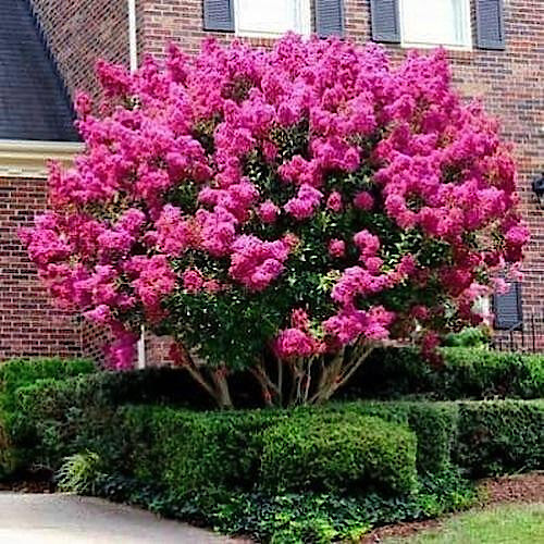 CRAPE MYRTLE TREE SEEDS Crepe (Lagerstroemia Indica) Fast Lilac Flower Plant