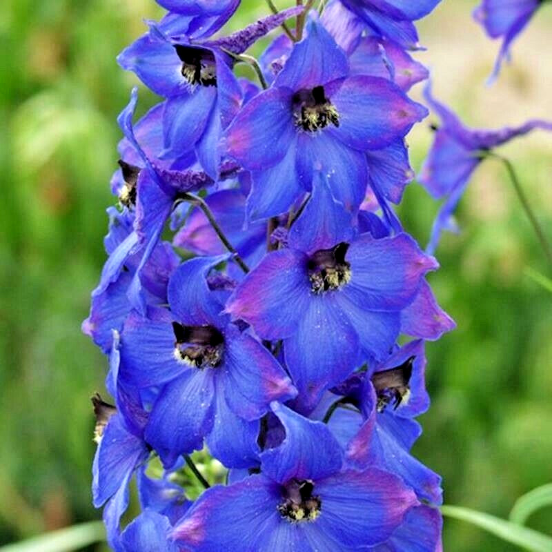 50+ PENSTEMON SEEDS HUMMINGBIRD MIX SPRING PERENNIAL BEARDTONGUE FLOWER BEES USA