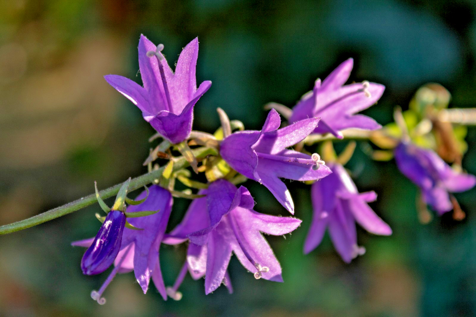 blue Rampion bellflower 200 seeds campanula rapuncloides, creeping bellflower