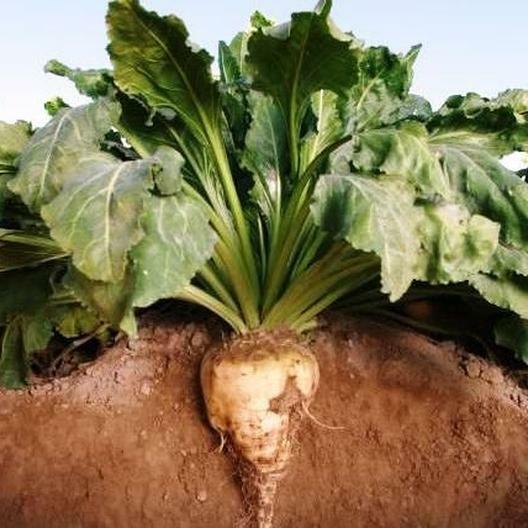 250 Sugar Beet Seeds beta vulgaris