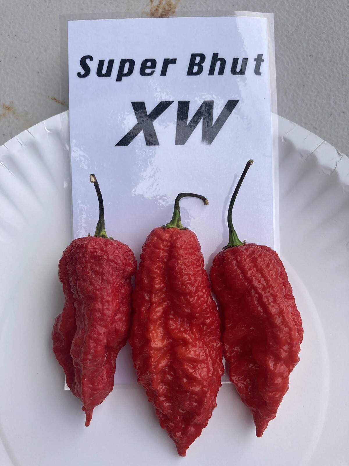 Super Bhut Jolokia XW Ghost Pepper Seeds 15+ Per Pack