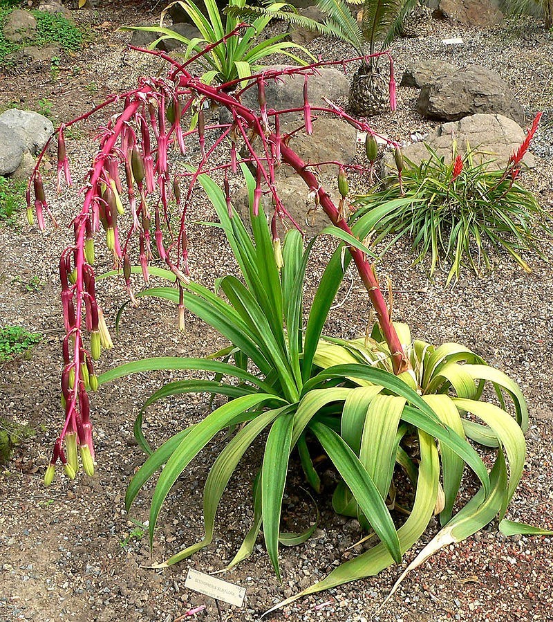 Beschorneria albiflora | Trunking Agave | Mountain Phoenix | 10_Seeds