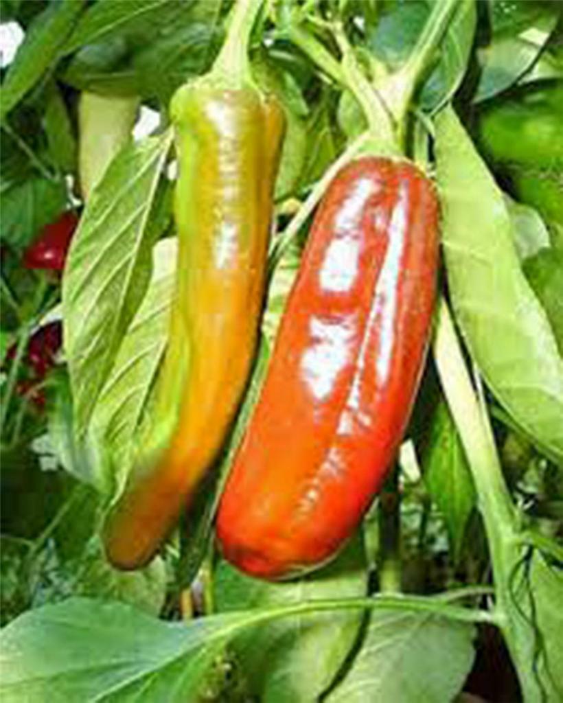 PEPPER SEED, ANAHEIM, HEIRLOOM, 100 SEEDS, MILDLY SPICY, NON GMO,