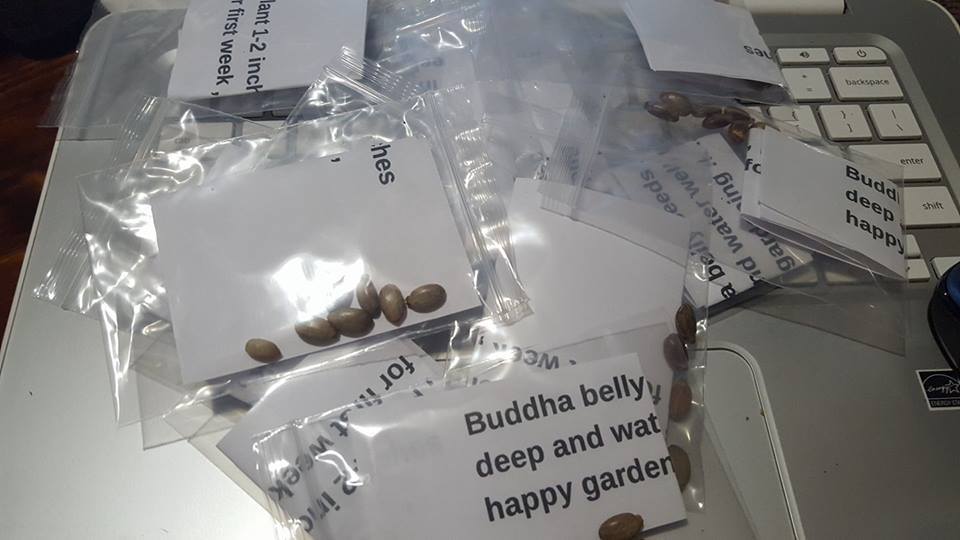 Plant or seeds! RARE! Buddha Belly Plant BONSAI FAT Caudex not desert rose wow