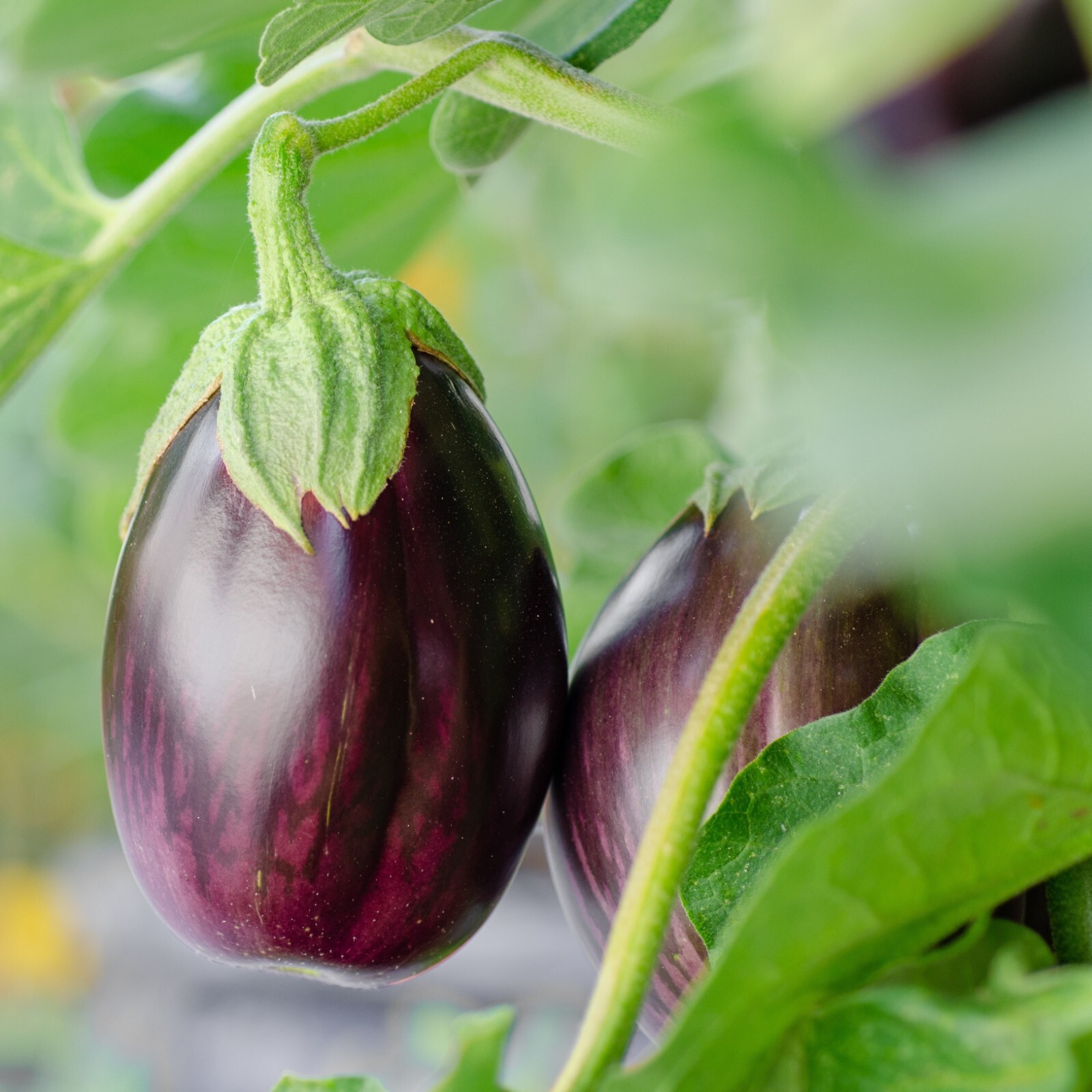 Eggplant Seeds, Black Beauty Heirloom, Non-GMO, High Yield, Free Shipping