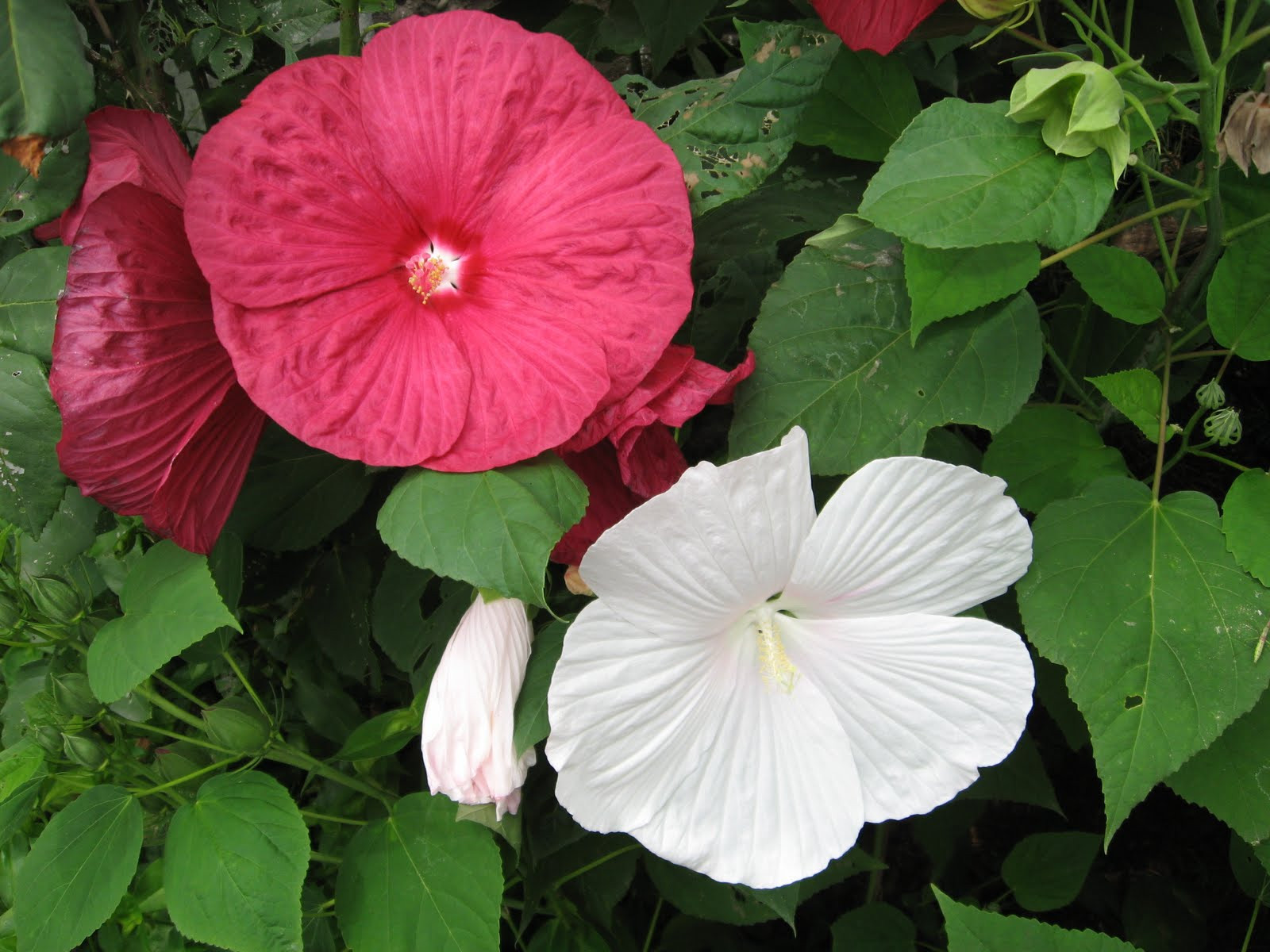 270 SEEDS – rose mallow – HEAVY BLOOMER – GroCo USA – BUY ANY 15-SHIPS FREE