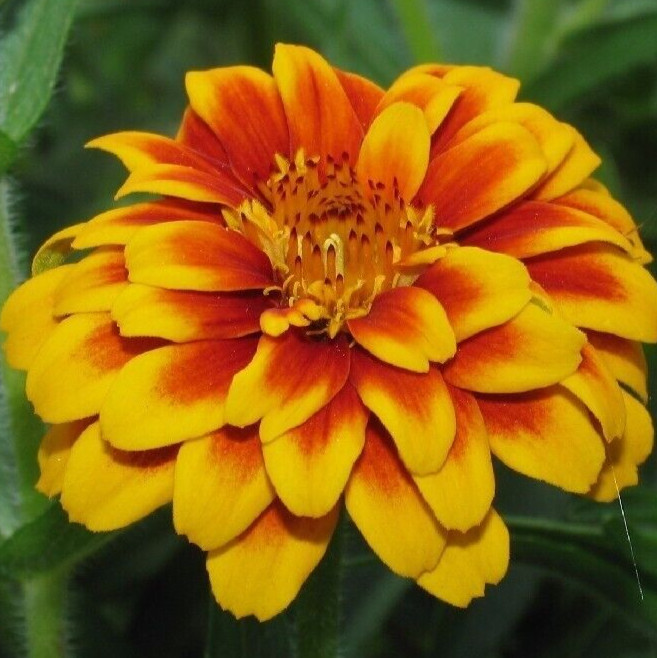 PERSIAN CARPET ZINNIA FLOWER SEEDS 100+ WILDFLOWER annual GARDEN Free Shipping