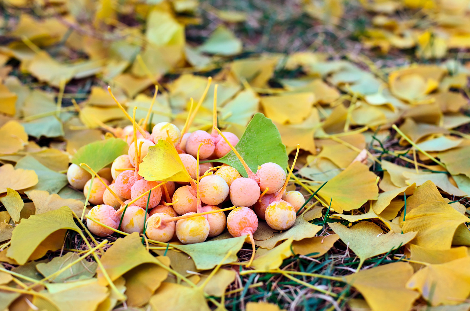 10 GINKGO BILOBA Maidenhair Tree Yellow Fall Orange “Fruit” Herb Seeds